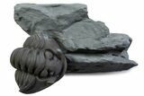 Wide Enrolled Flexicalymene Trilobite - Mt Orab, Ohio #375229-1